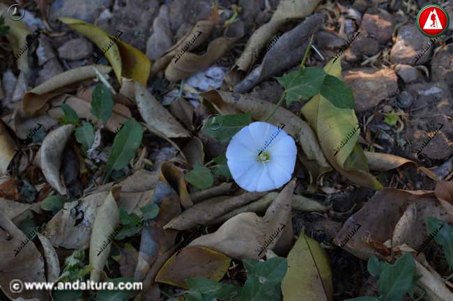 Entorno y flor de Correhuela - Convolvulus arvensis