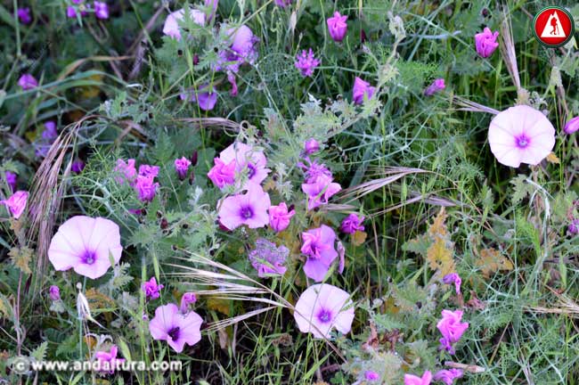 Entorno y flores de Correhuela rosa