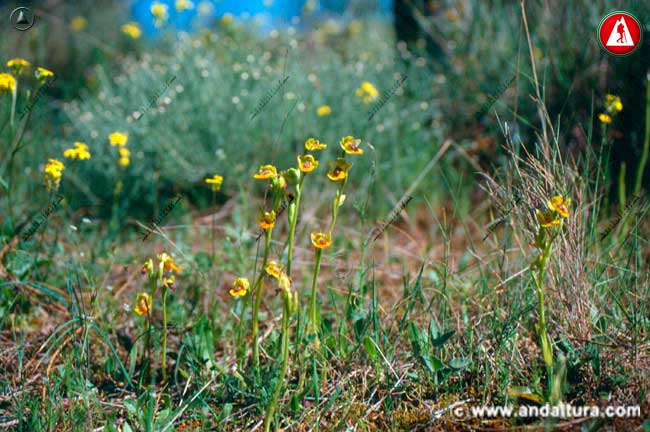 Entorno y plantas de Abejera amarilla - Ophrys lutea