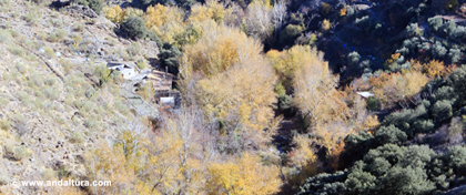 Bosque de ríos y arroyos en el Espacio Natural Sierra Nevada Almería