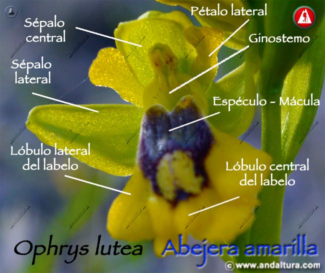 Esquema de las partes de Abejera amarilla - Ophrys lutea