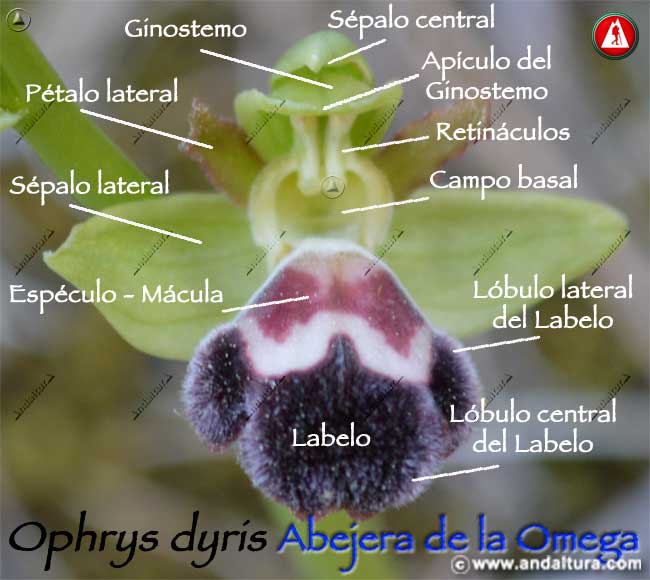 Esquema de las partes de Abejera de la omega - Ophrys dyris