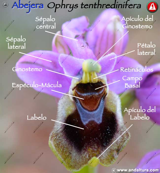 Esquema de las partes de la Abejera - Ophrys tenthredinifera