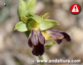 Flor de Ophrys fusca - Abejera oscura