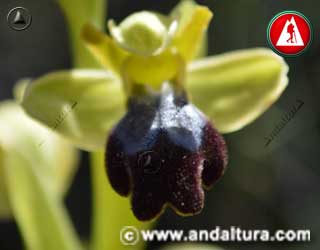 Flor de Ophrys fusca