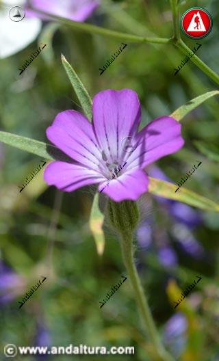 Flor de Clavelina - Candelaria - Neguilla - Clavel del asno - Agrostemma githago