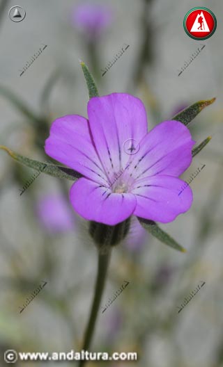 Flor de Agrostemma githago