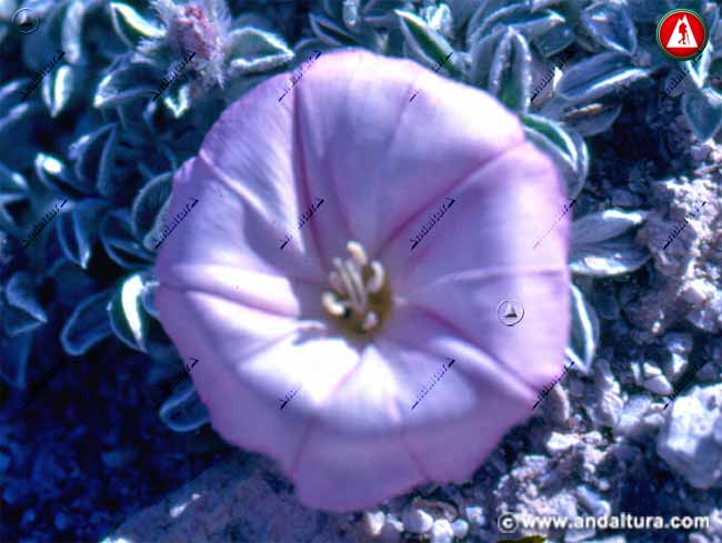 Flor de Correhuela de Sierra Nevada - Convolvulus boissieri