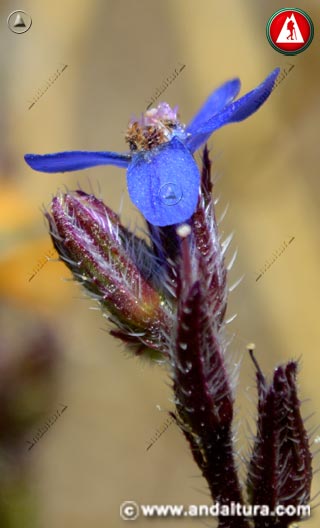 Flor de Anchusa azurea