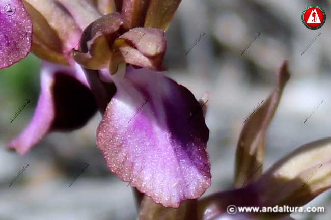 Detalle de Orquídea pobre - Orchis collina