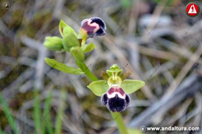Flores de Abejera de la Omega - Ophrys dyris