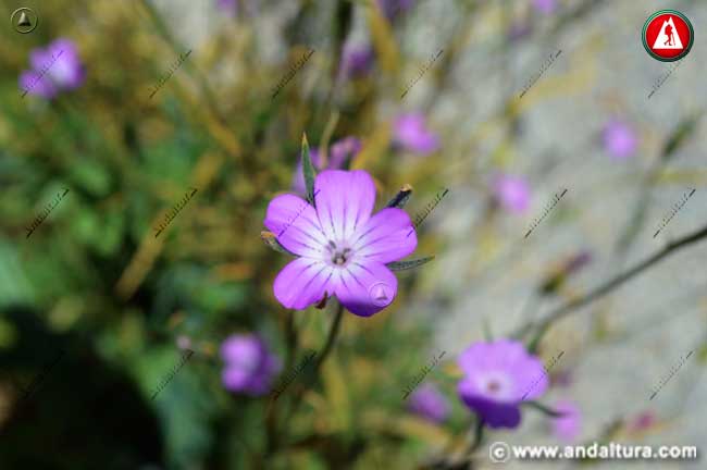 Flores de Clavelina - Agrostemma githago