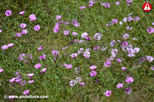 Flores de Correhuela rosa - Convolvulus althaeoides