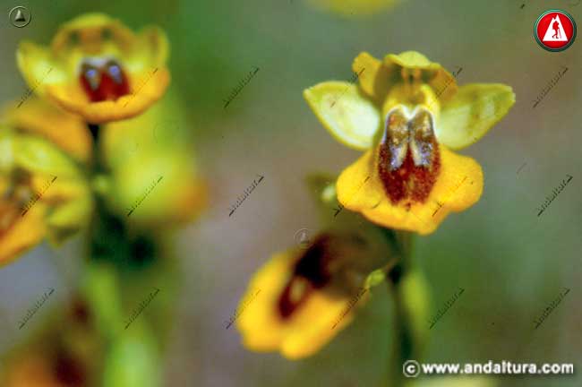 Flores de Abejera amarilla - Ophrys lutea