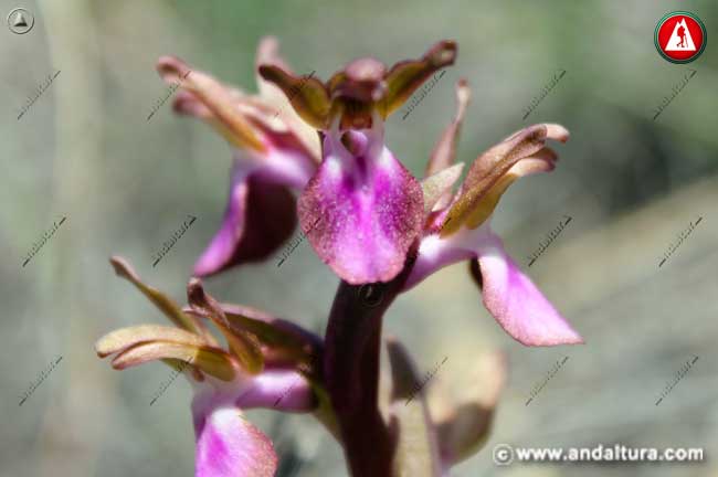 Flores de Orquídea pobre - Orchis collina