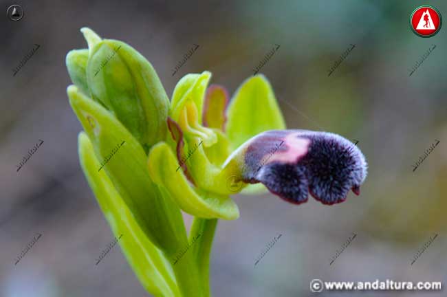 Flor de Abejera de la Omega - Ophrys dyris