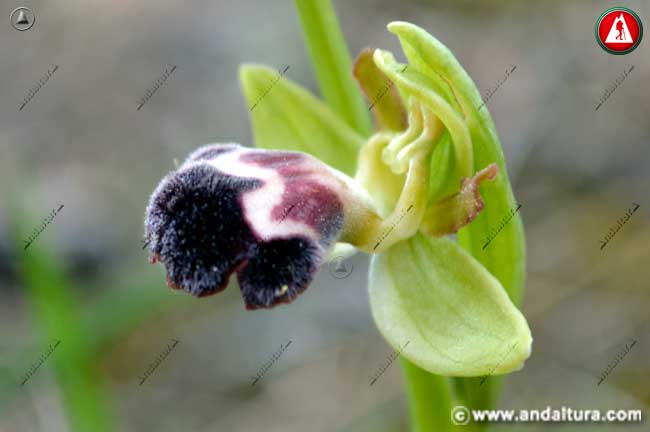 Abejera de la Omega - Ophrys dyris
