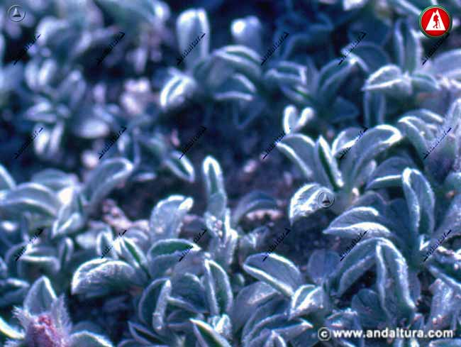Detalle de hojas de Correhuela de Sierra Nevada - Convolvulus boissieri