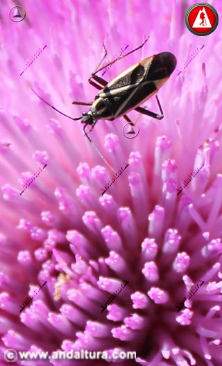Insecto - Hadrodemus m-flavum - en flor de Cardo - Carduus platypus