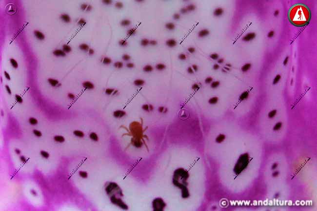 Diminuta araña en el interior de una Digitalis purpurea