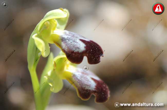 Flores de Abejera oscura - Ophrys fusca