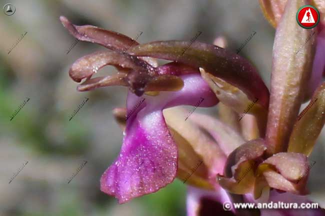 Flor de Orquídea pobre - Orchis collina