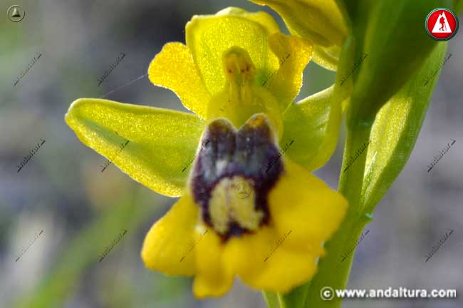 Abejera amarilla - Ophrys lutea