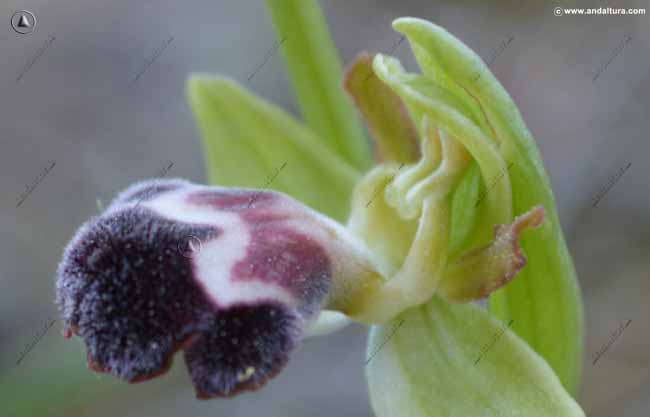 Orquídea - Ophrys dyris