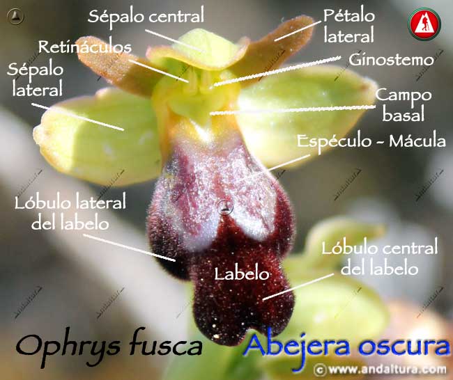 Esquema de las partes de Abejera oscura - Ophrys fusca