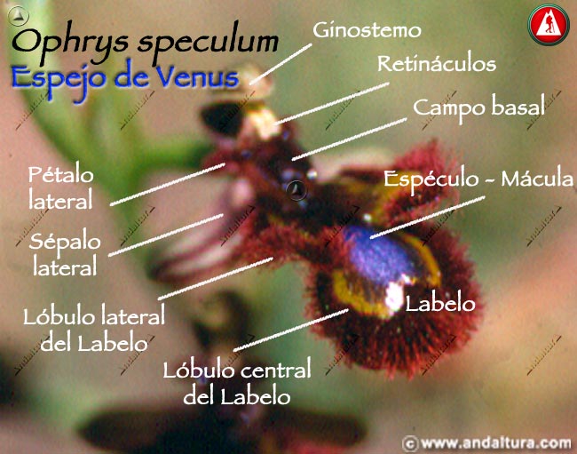 Esquema de las partes de Espejo de Venus - Ophrys speculum