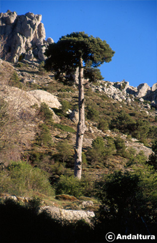 Pino salgareño - Pinus nigra