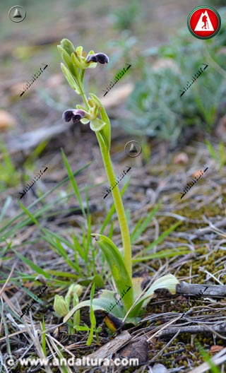 Planta de Abejera de la Omega - Ophrys dyris