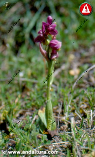 Planta de Ophrys tenthredinifera