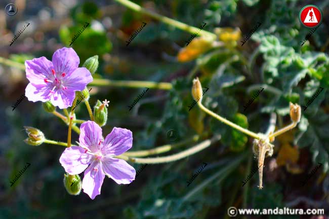 Planta y flores de Alfilerillos del Trevenque - Erodium rupicola Boiss