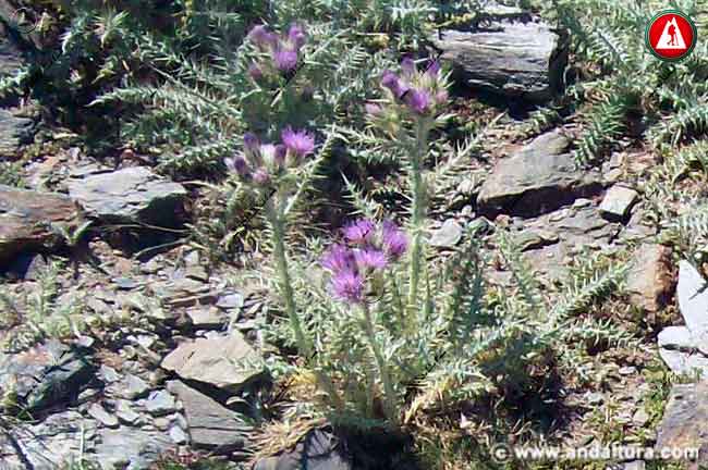 Planta de Cardo de Sierra Nevada - Carduus carlinoides
