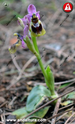Abejera - Ophrys tenthredinifera