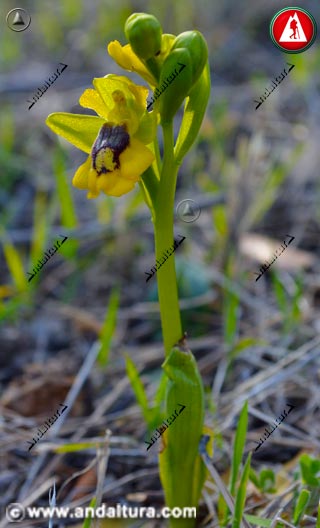 Detalle de Abejera amarilla - Ophrys lutea