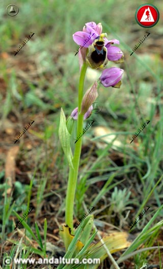 Planta de Abejera - Ophrys tenthredinifera
