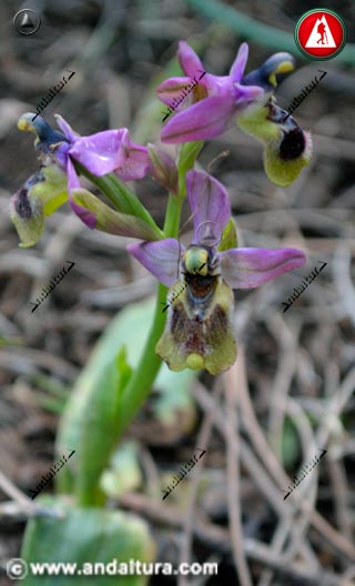 Plantas y flores de Abejera - Ophrys tenthredinifera