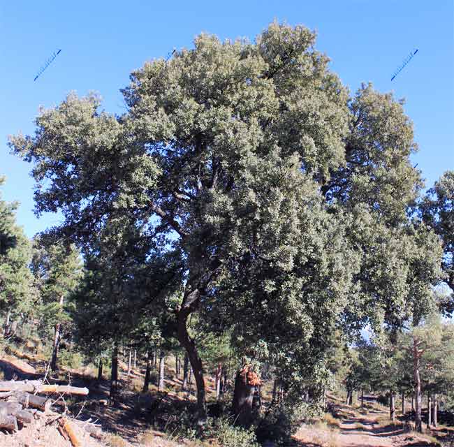 Quercus ilex en la Sierra de Grazalema