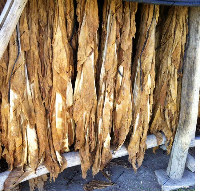 Tabaco en secadero - Rutas de Senderismo por la Vega de Granada