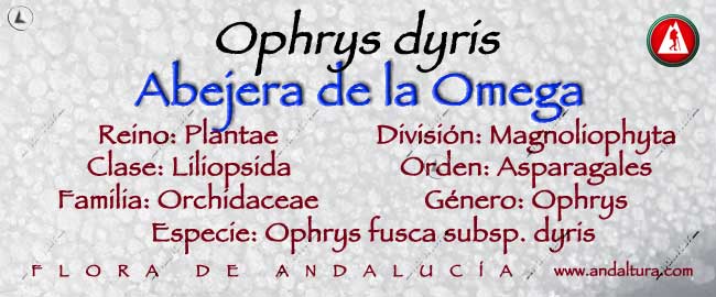 Taxonomía de Abejera de la Omega - Ophrys dyris