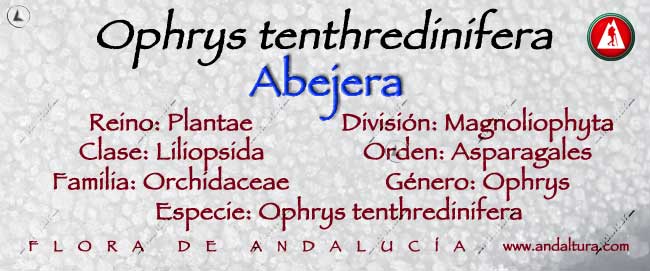Taxonomía de Abejera - Ophrys tenthredinifera