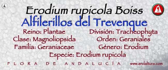 Taxonomía de Alfilerillos del Trevenque - Erodium rupicola Boiss