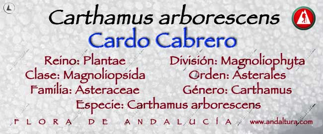 Taxonomía de Cardo Cabrero - Carthamus arborescens