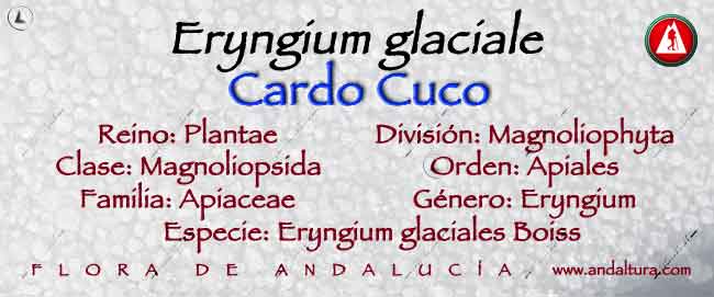 Taxonomía de Cardo cuco - Eryngium glaciale