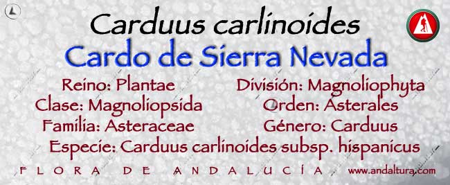 Taxonomía de Cardo de Sierra Nevada - Carduus carlinoides