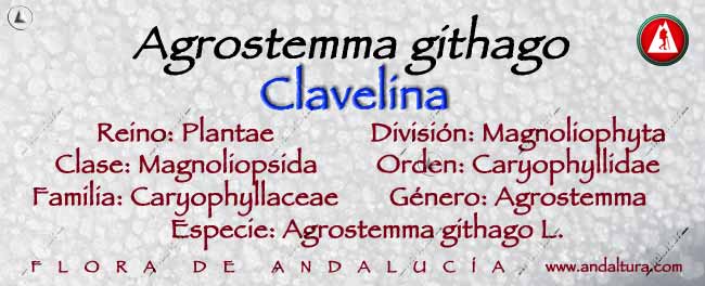 Taxonomía de Clavelina - Agrostemma githago