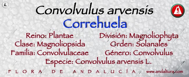 Taxonomía de Correhuela - Convolvulus arvensis