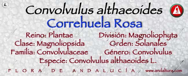 Taxonomía de Correhuela rosa - Convolvulus althaeoides